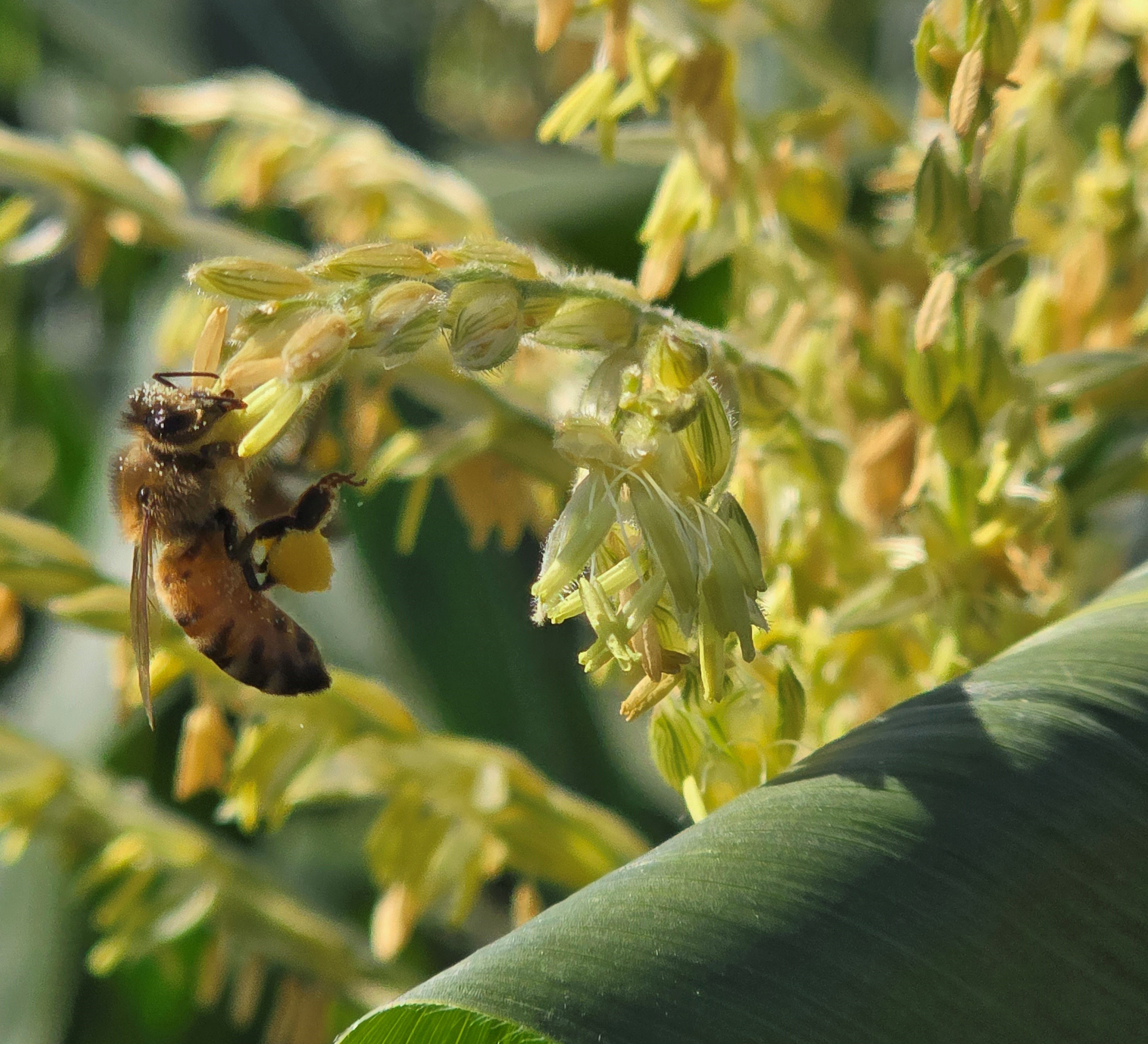 Honey bee collecting pollen from a sweet corn tassel, with yellow pollen visible on its hind legs.